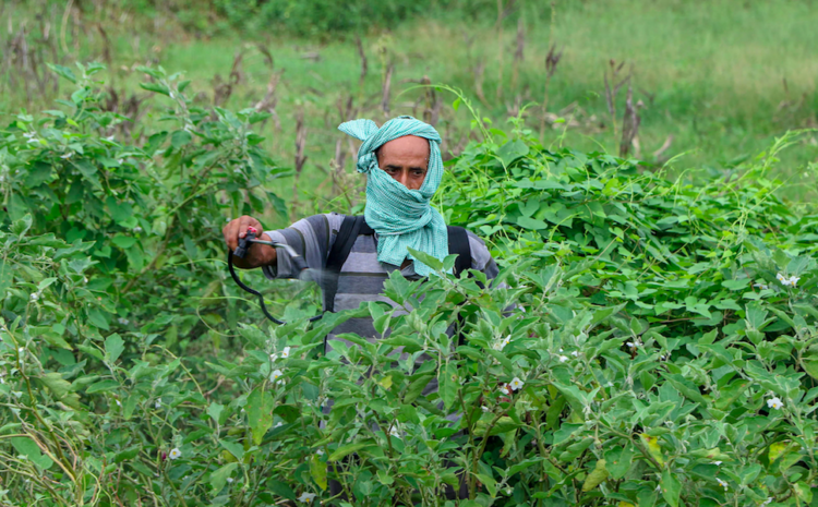  Finance Ministry Rejects Requests to Raise Budget of Agricultural Schemes Facing Funds Shortage