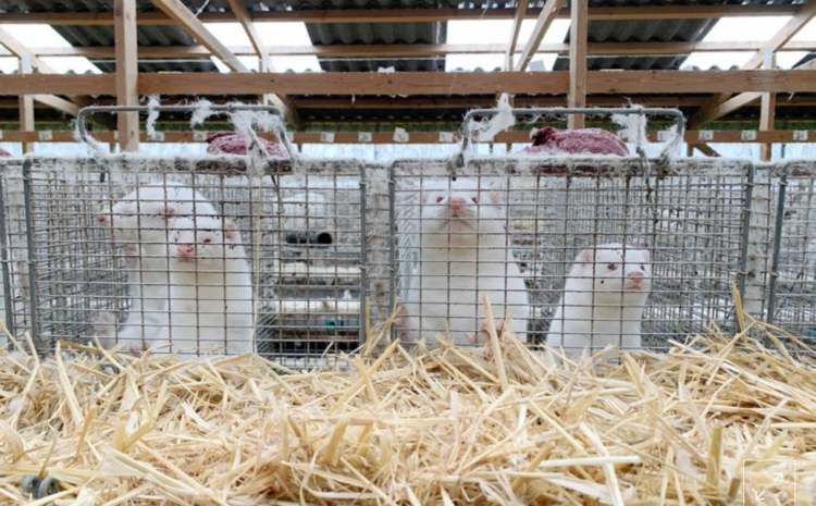 Denmark has found 214 people infected with mink-related coronavirus: State Serum Institute