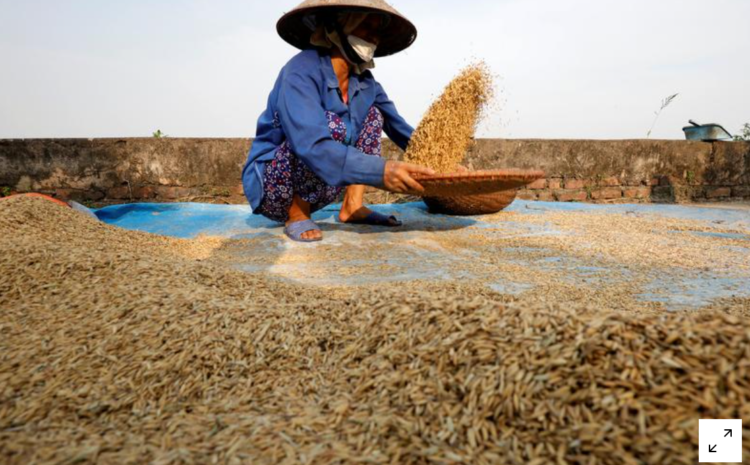  Weaker currencies push Indian, Thai rice export rates lower