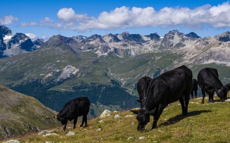 Swiss voters reject key climate change measures