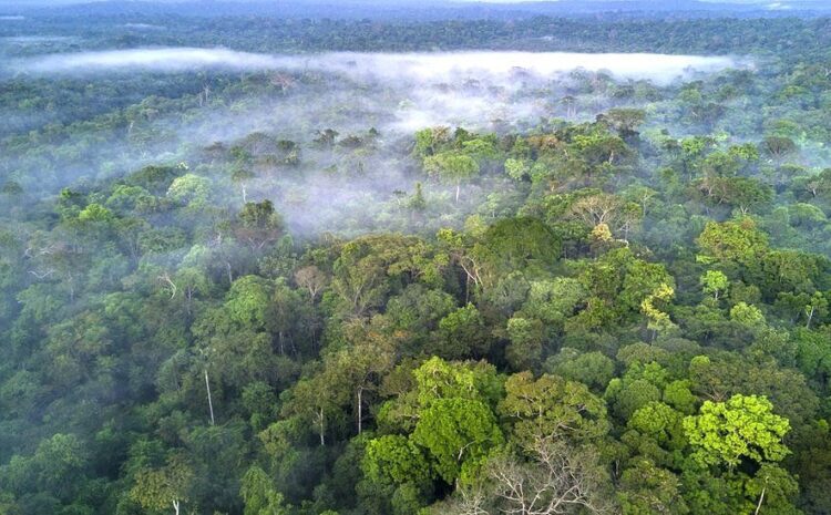  Facebook to act on illegal sale of Amazon rainforest