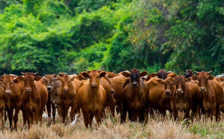  COP26: World leaders promise to end deforestation by 2030