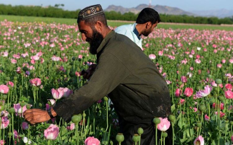 Meth and heroin fuel Afghanistan drugs boom