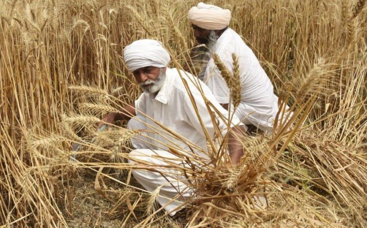  Ukraine war: Global wheat prices jump after India export ban