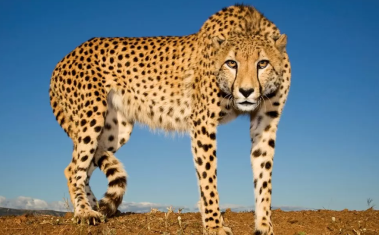  Second cheetah brought to India from Africa dies