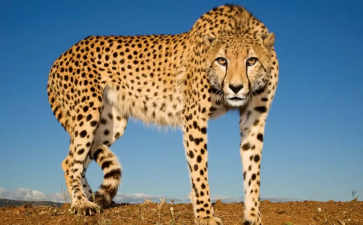 Second cheetah brought to India from Africa dies